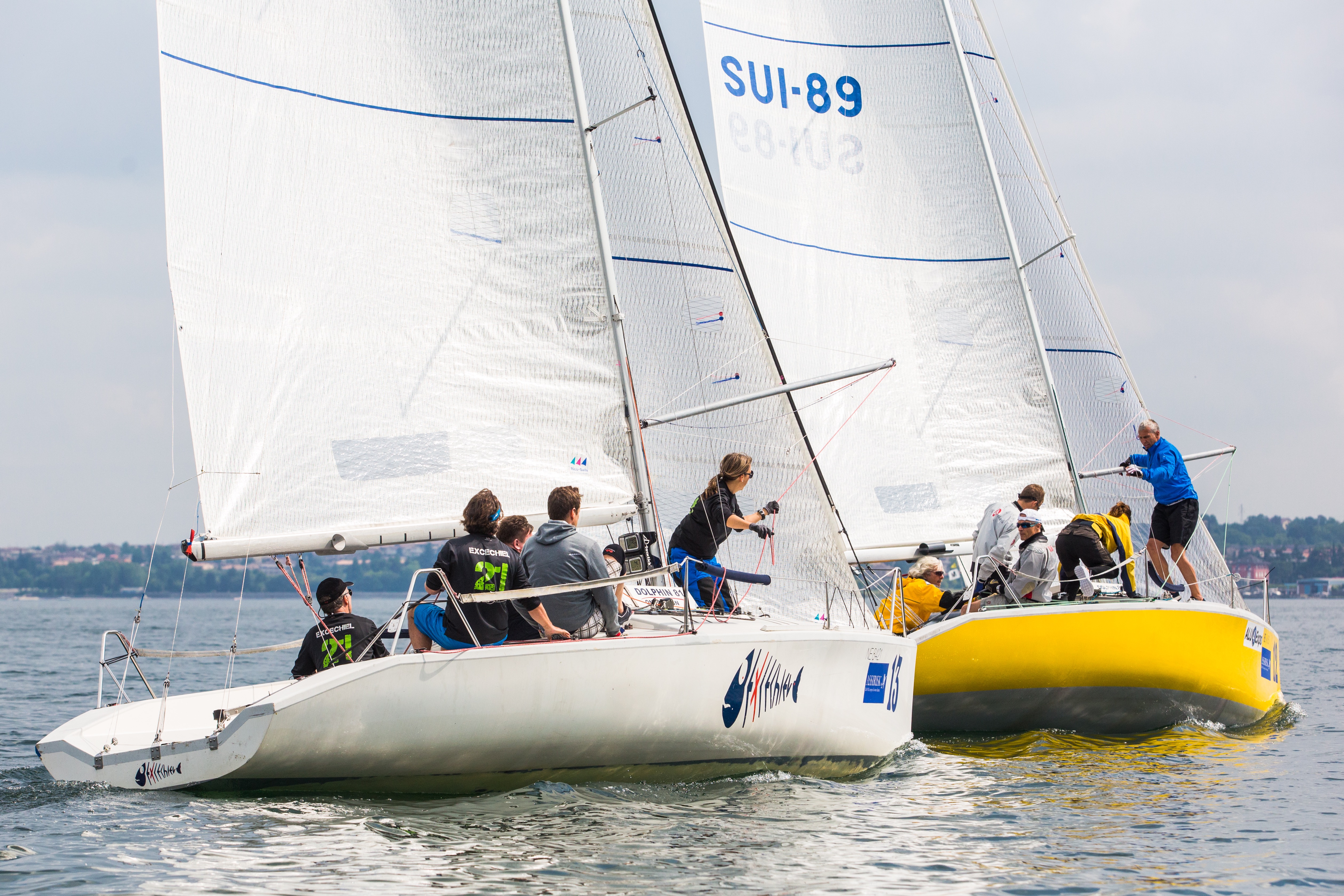 Dolphin81